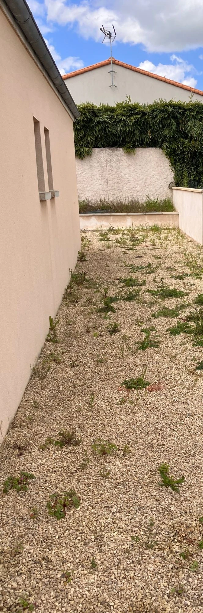 Allée envahie avant