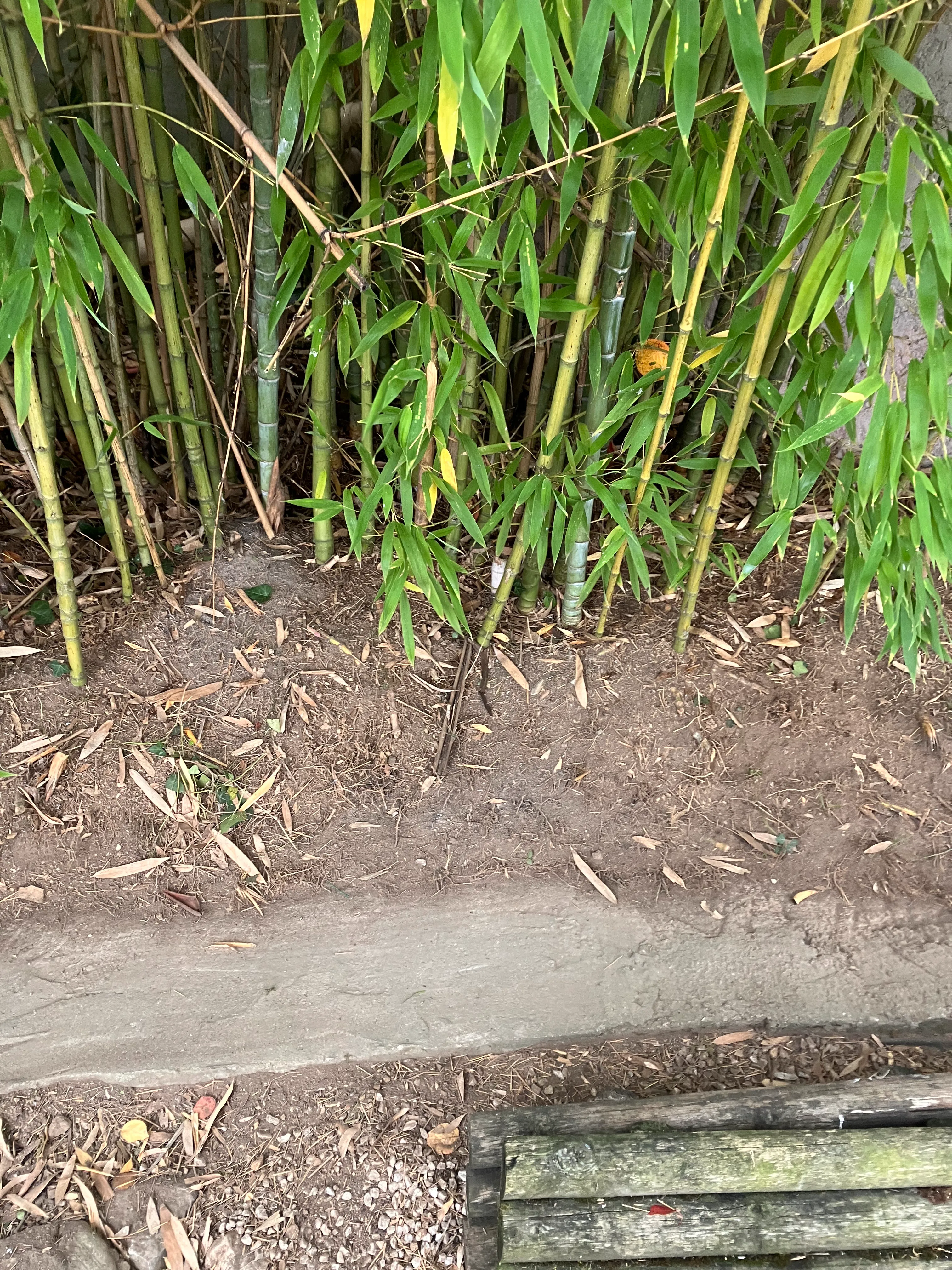 Espace totalement nettoyé jardinier l'ile de ré